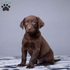 Oscar, Chocolate Labrador Retriever Puppy